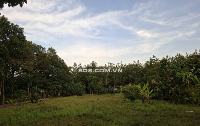 Bán rất gấp lô đất liền kề tại mặt tiền đường Phú Thuận- xã An Nhơn Tây - thành phố Hồ Chí Minh